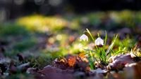 pic for White Bellflowers And Beautiful Bokeh 